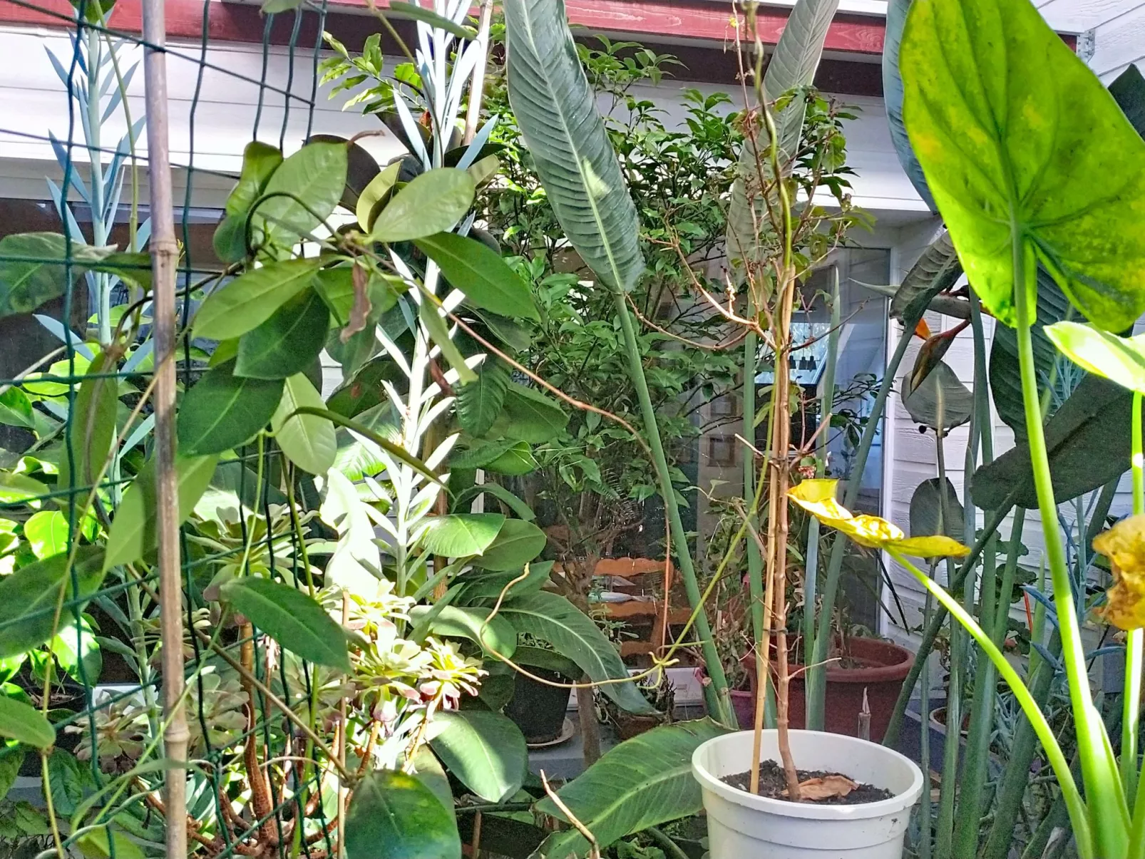 Le Paradis des Fleurs - Binnen