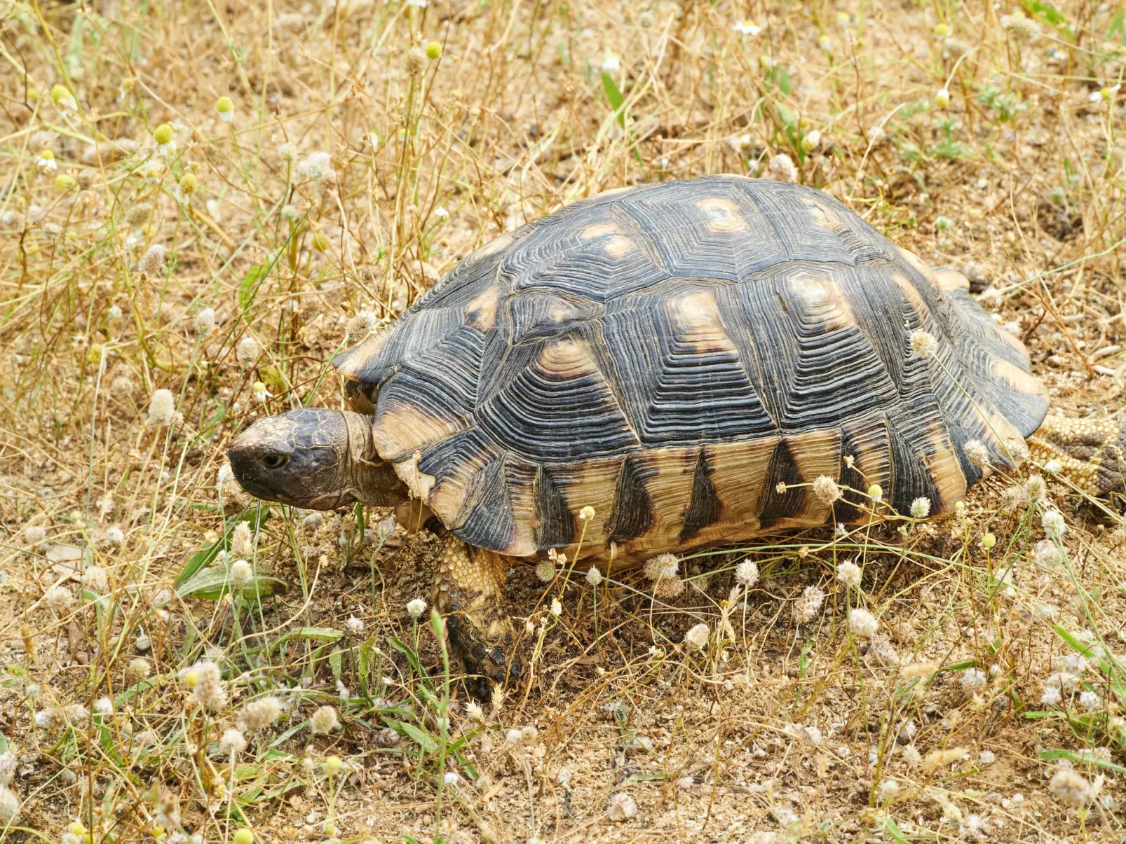 Wohnung in Kallithea mit Garten und Terrasse - Image-tags.info