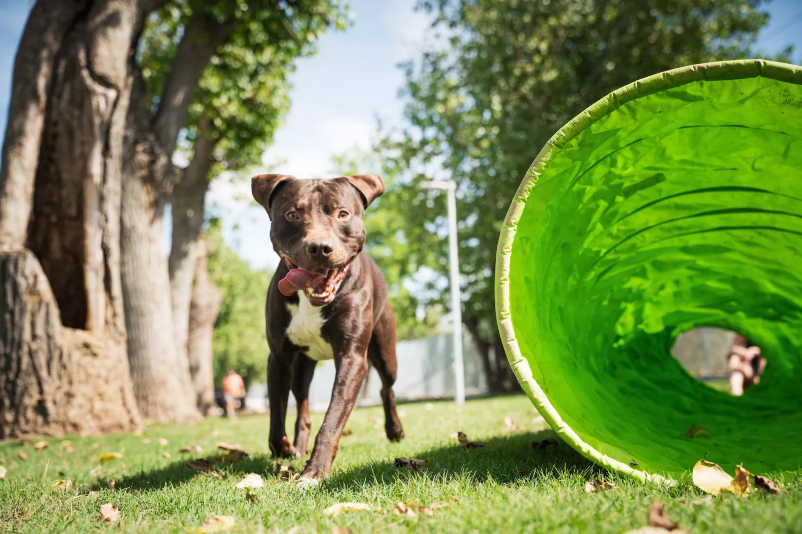 Rimini Family Resort - LODGE dog on request - Parkfaciliteiten