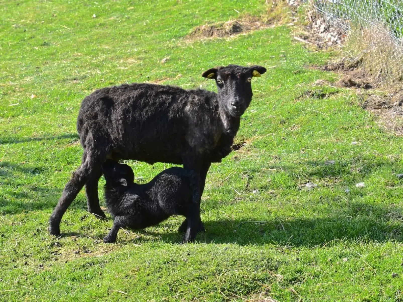 Schafmatthof 1 Obergeschoss - Image-tags.info