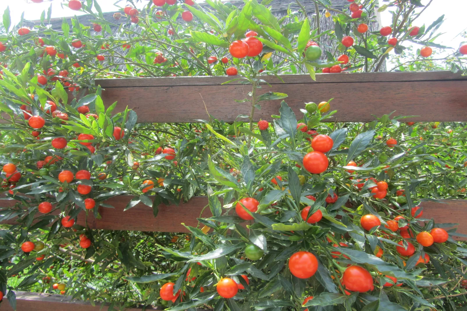 Casa Rural Astobieta - Tuinen zomer