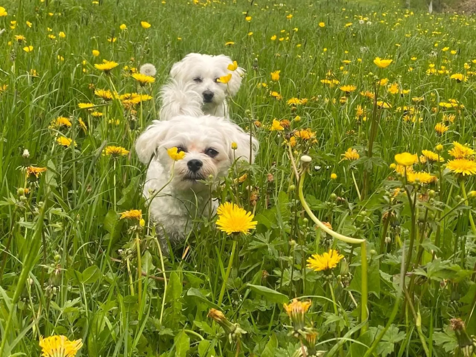 Schafmatthof 1 Obergeschoss - Buiten