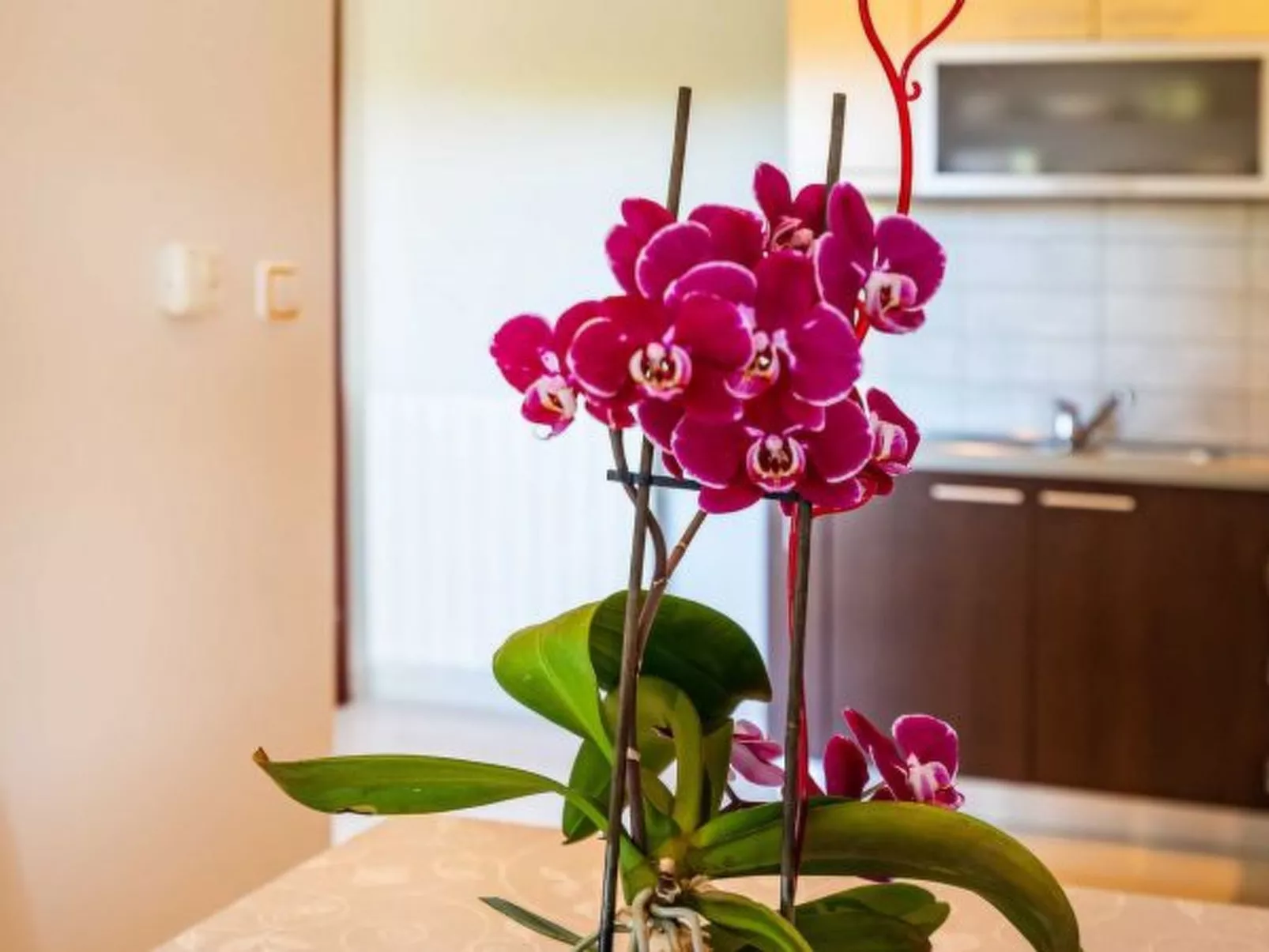 Apartment house Simoni with pool - Image-tags.info