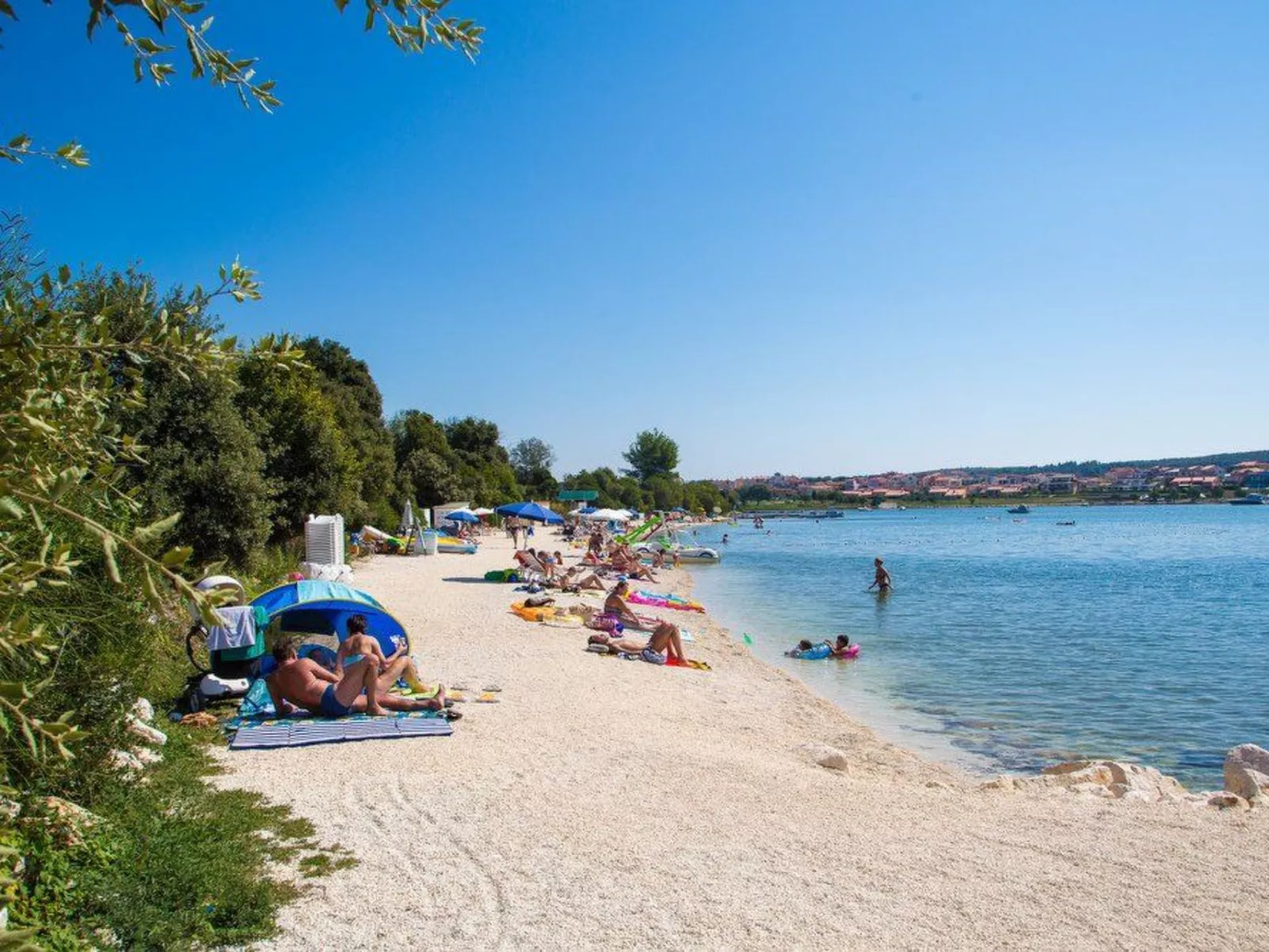 Ginkgo 1 - Image-tags.info