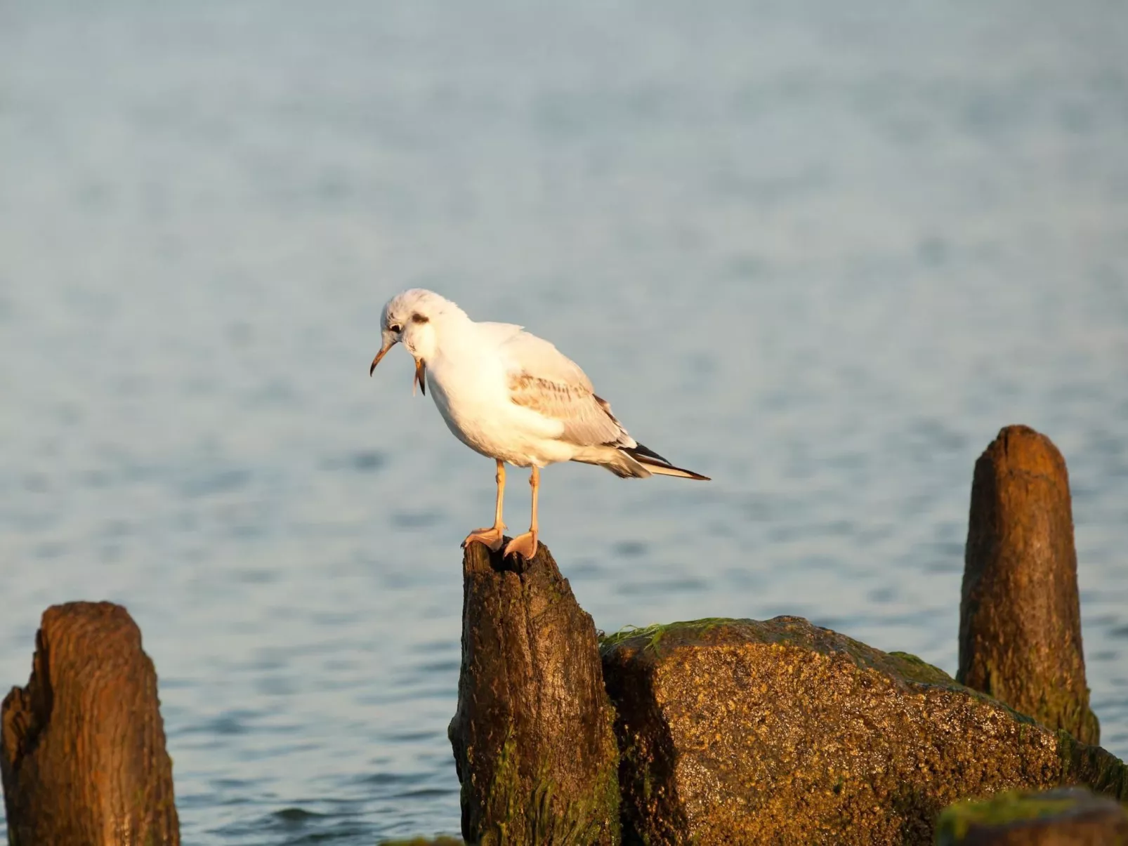 Wohnung mit Panoramaverglasung und Meerblick - Buiten