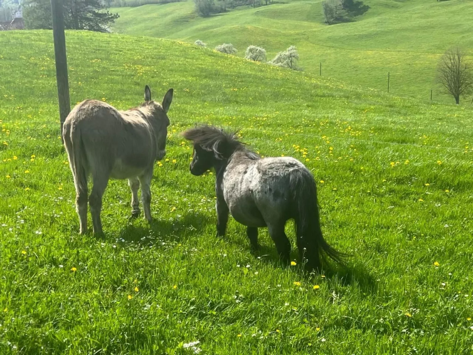 Schafmatthof 1 Obergeschoss - Buiten