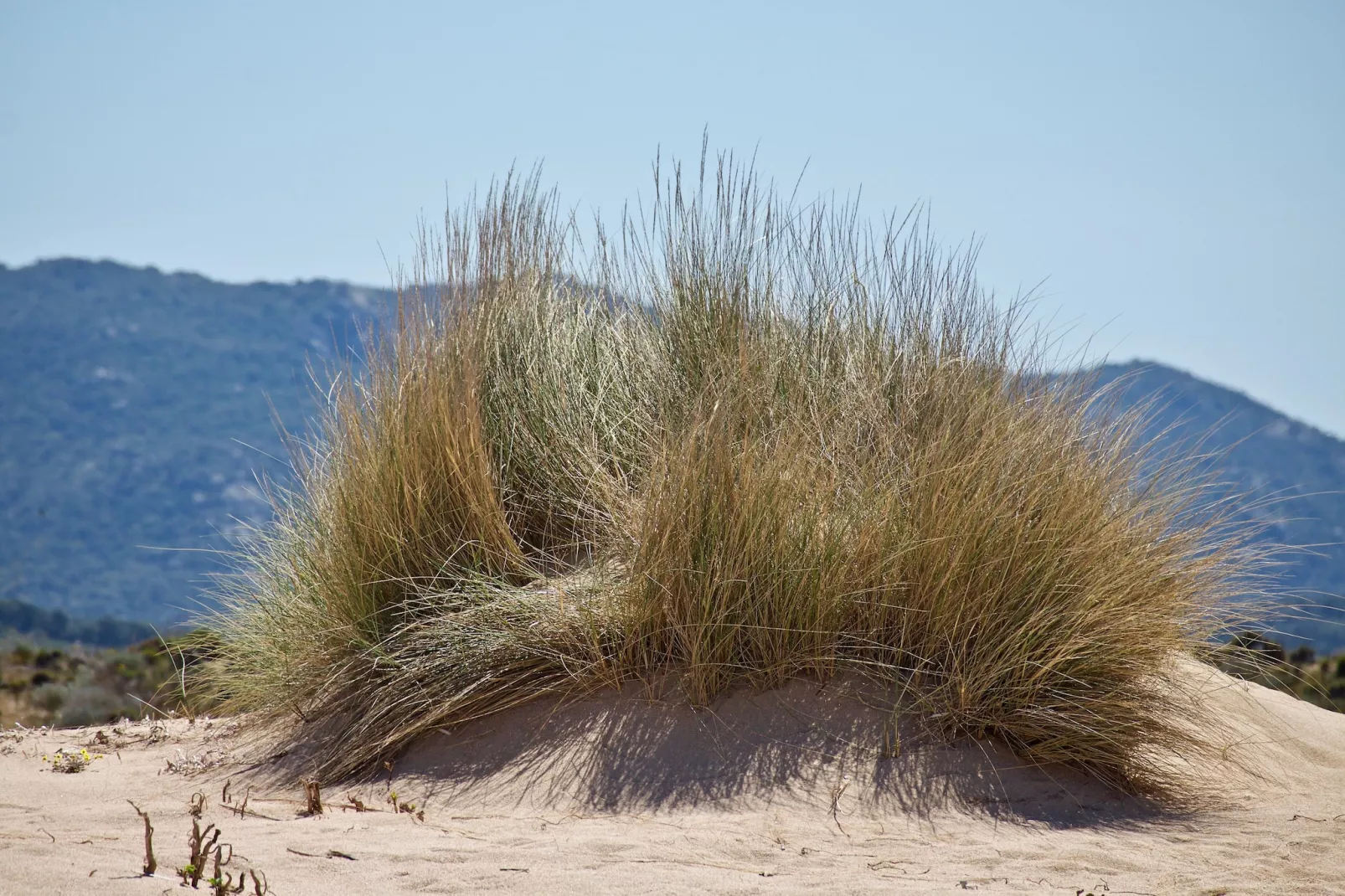 Il Mirto - Gebieden zomer 5km