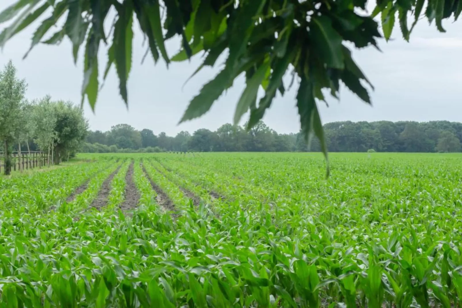 Chalet Egel - Gebieden zomer 20km