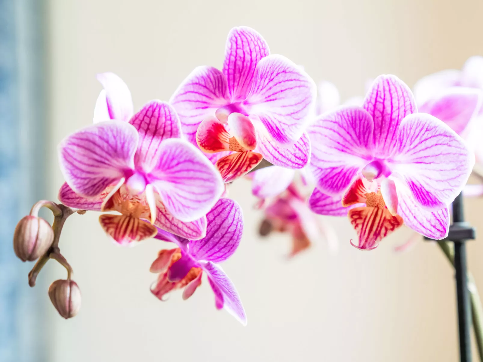 Chesa Michel Roseg - Binnen