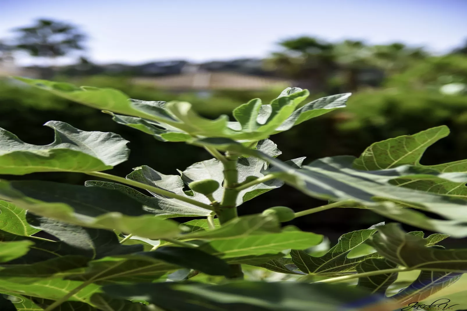 Tranquil Villa with Sea Views & Heated Pool! - Sfeer