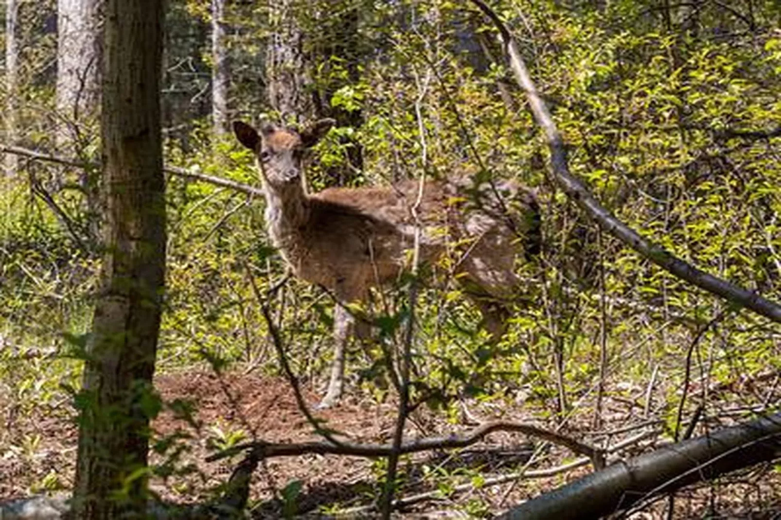 Duinhoeve chalet Schelp - Sfeer