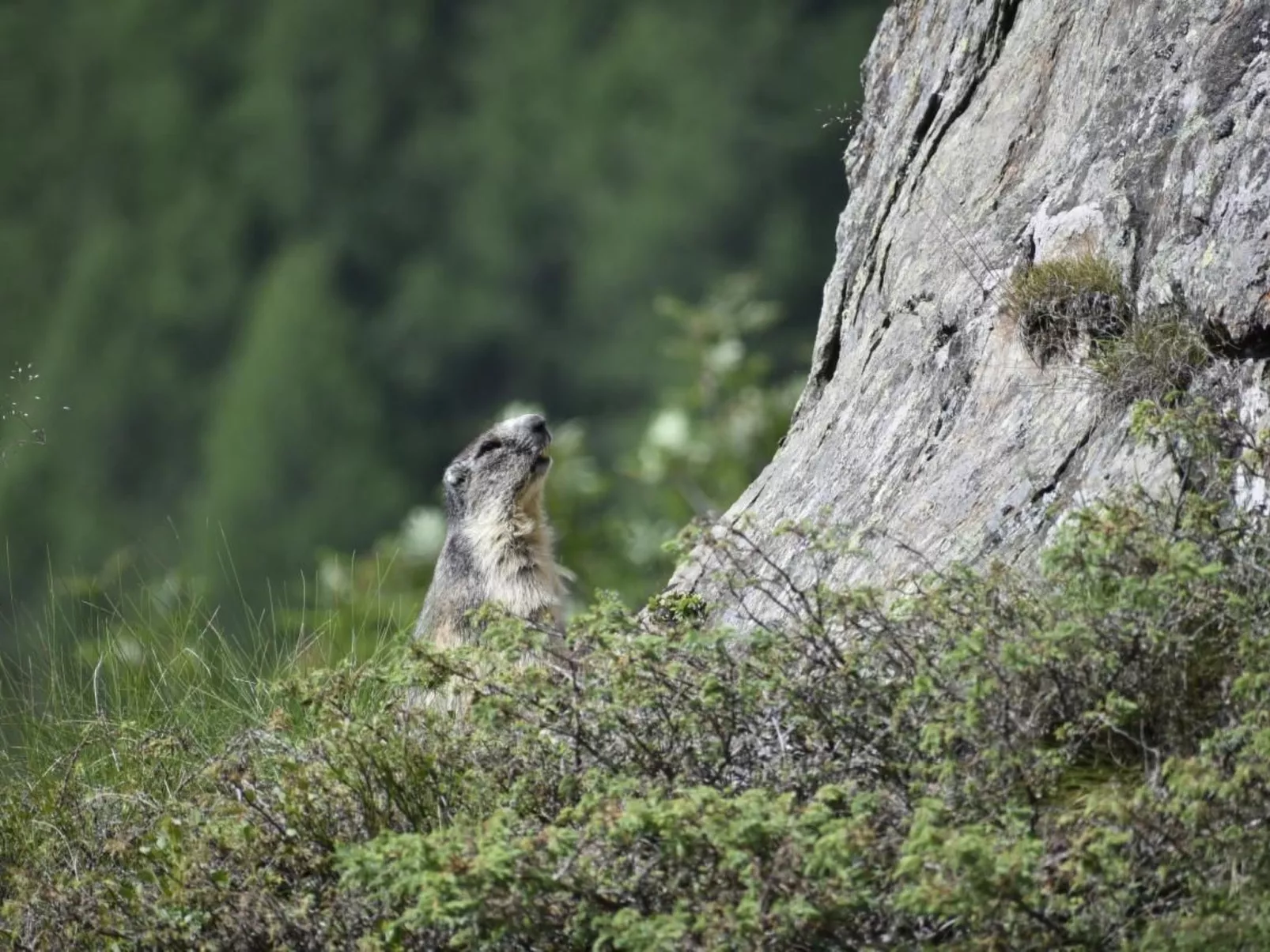 Chalet Le Murmure du Torrent - Buiten