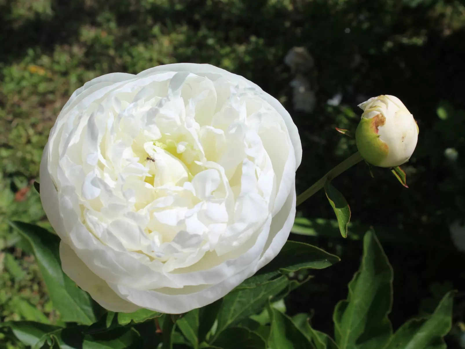 Haus "l'Ecurie" mit Terrasse und Garten - Image-tags.info