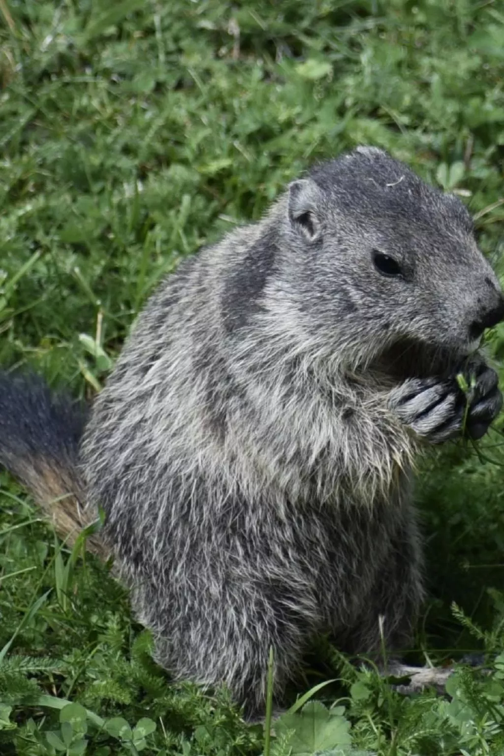 Chalet Le Murmure du Torrent - Buiten