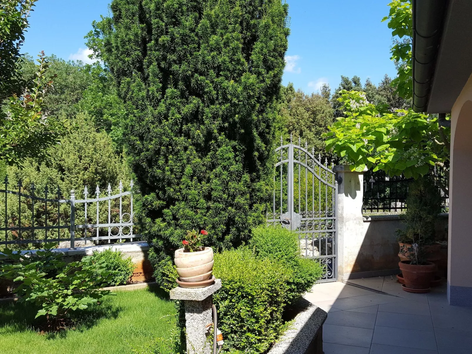 Ginkgo 1 - Image-tags.info