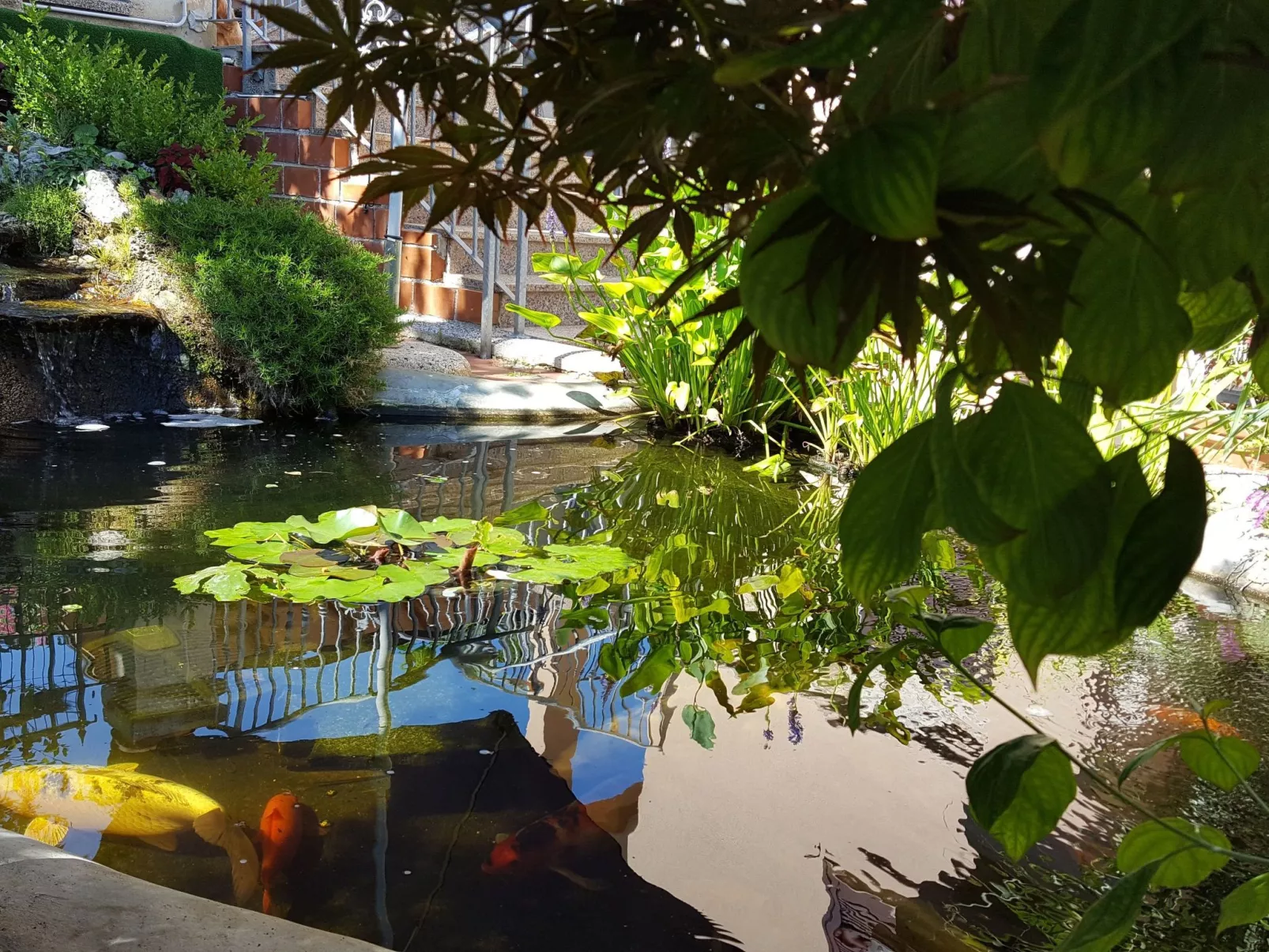 Ginkgo 1 - Image-tags.info