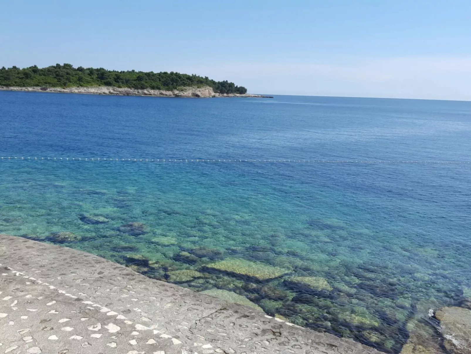 Ginkgo 1 - Image-tags.info