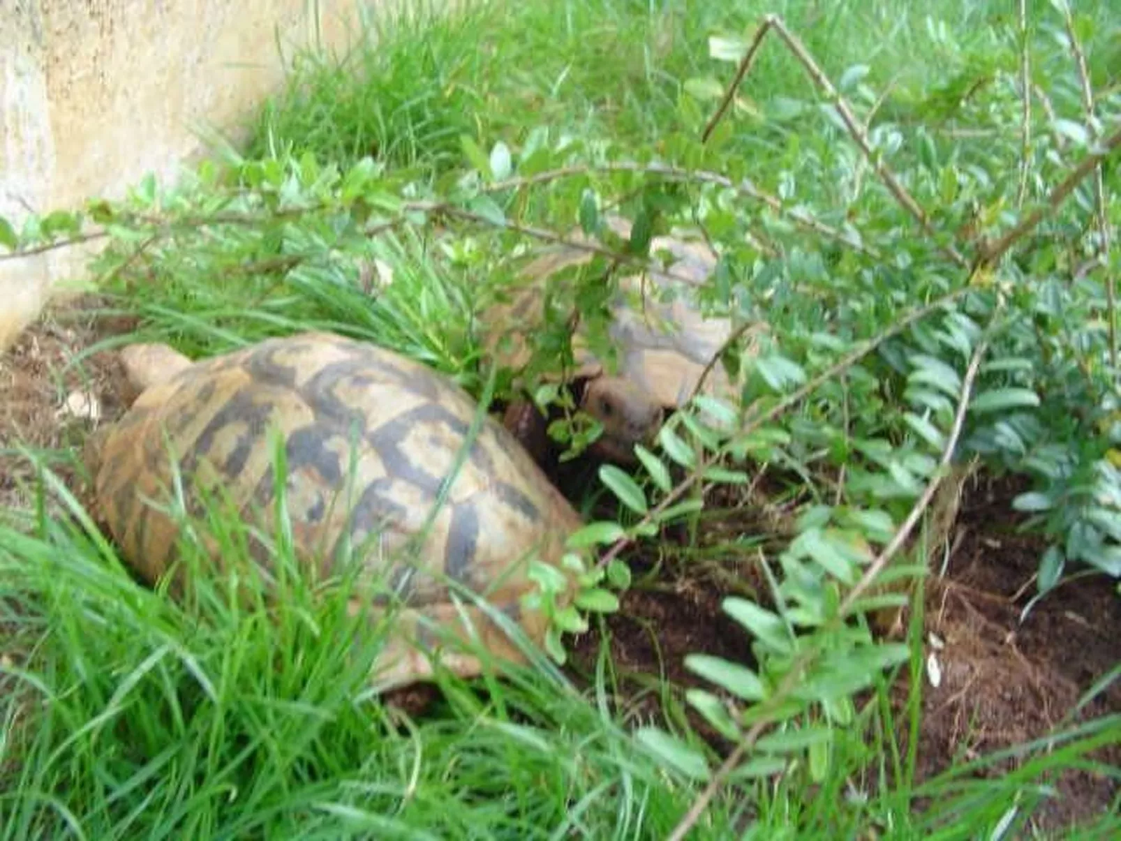 Ginkgo 3 - Image-tags.info