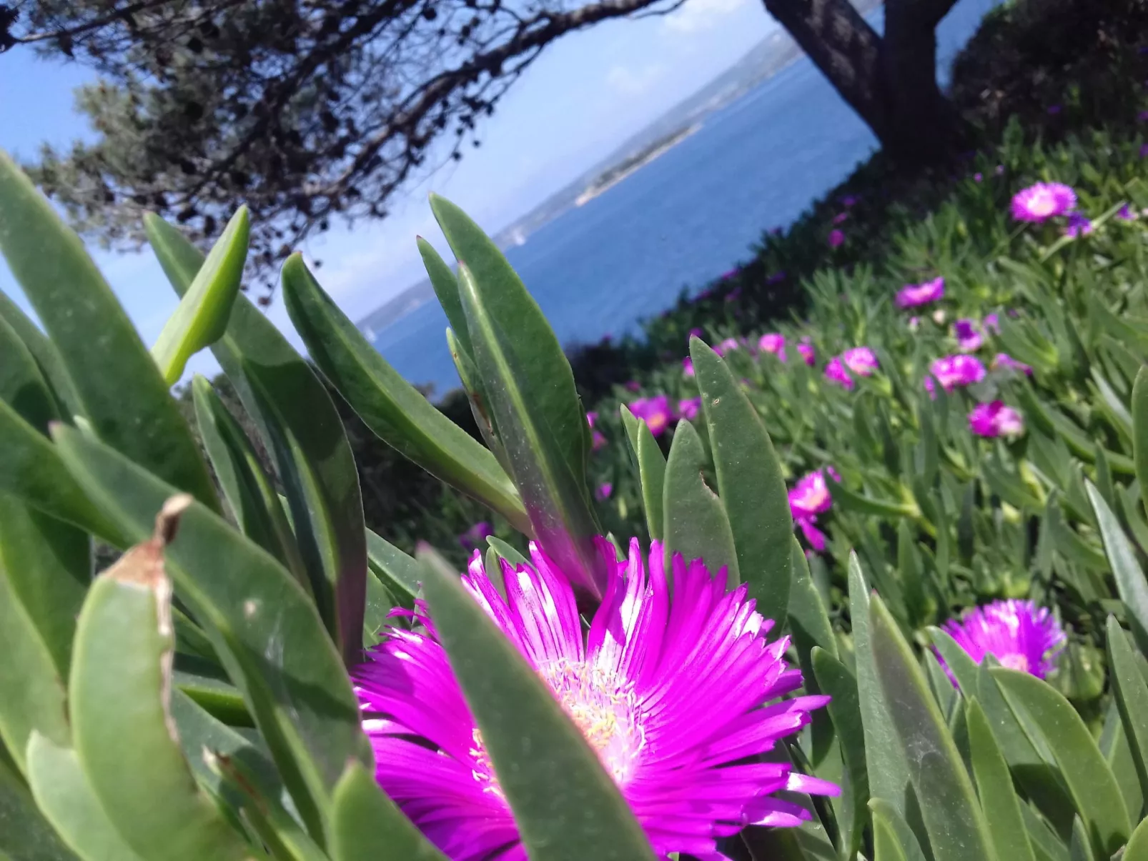 Haus am Meer Šolta - Buiten