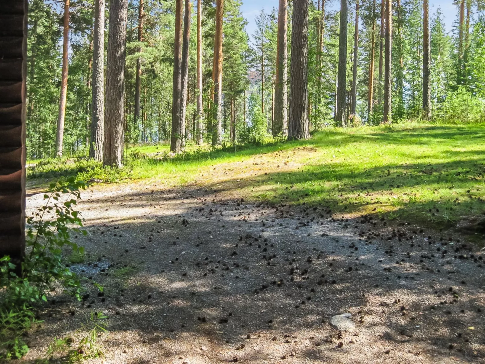 Honkakoli 9/1 - Binnen