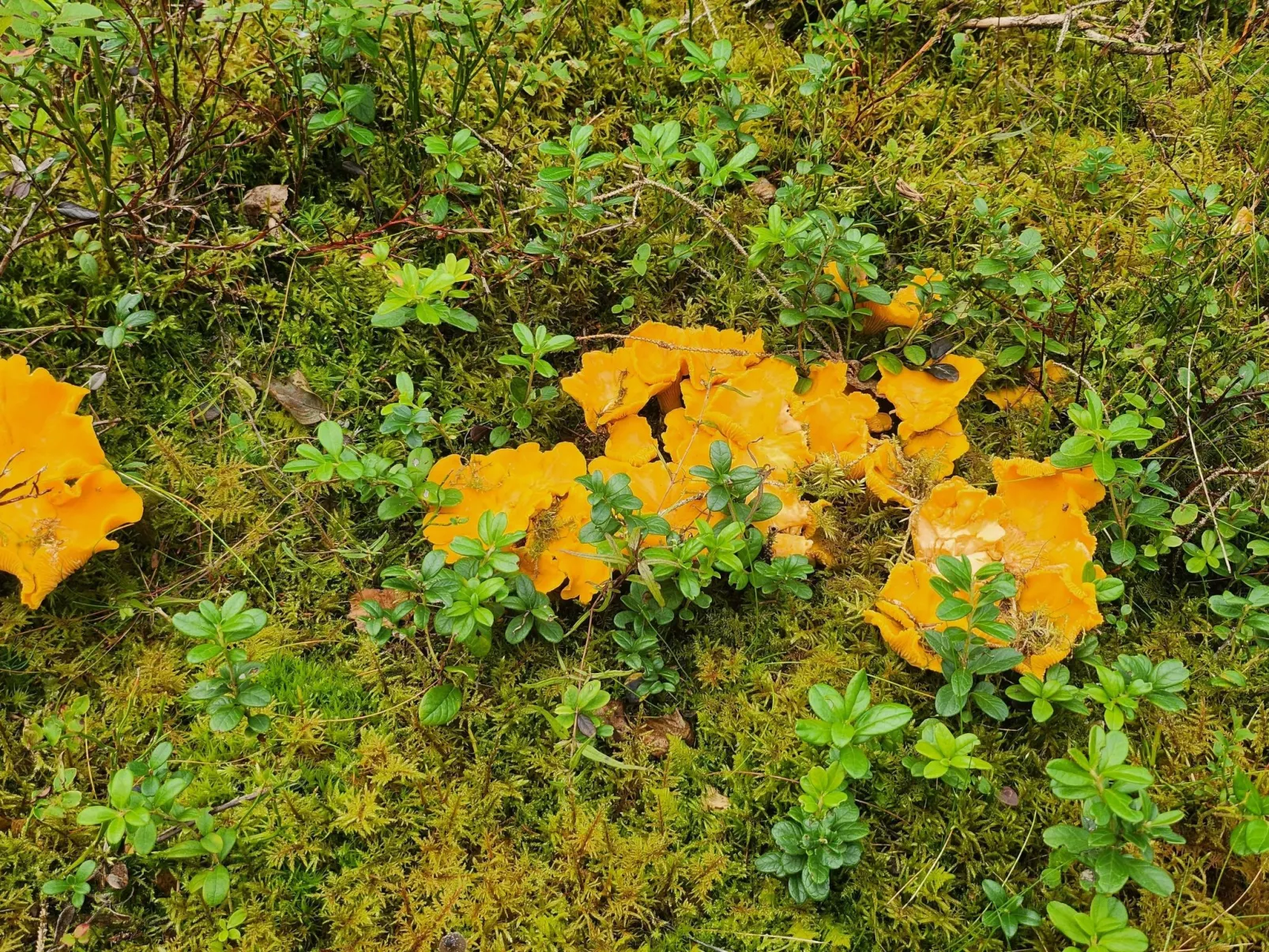 Cottage mit Whirlpool