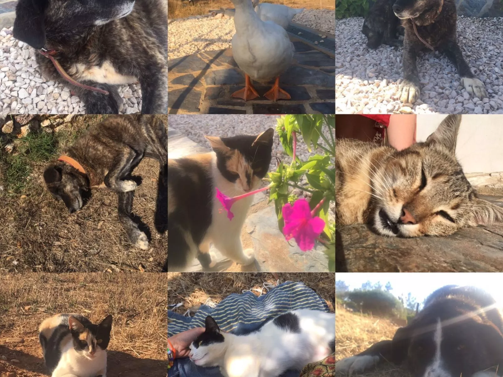 "The Natural Elements"