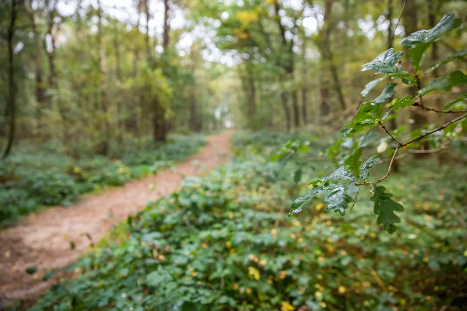 Bospark 't Wolfsven 19-Gebieden zomer 5km