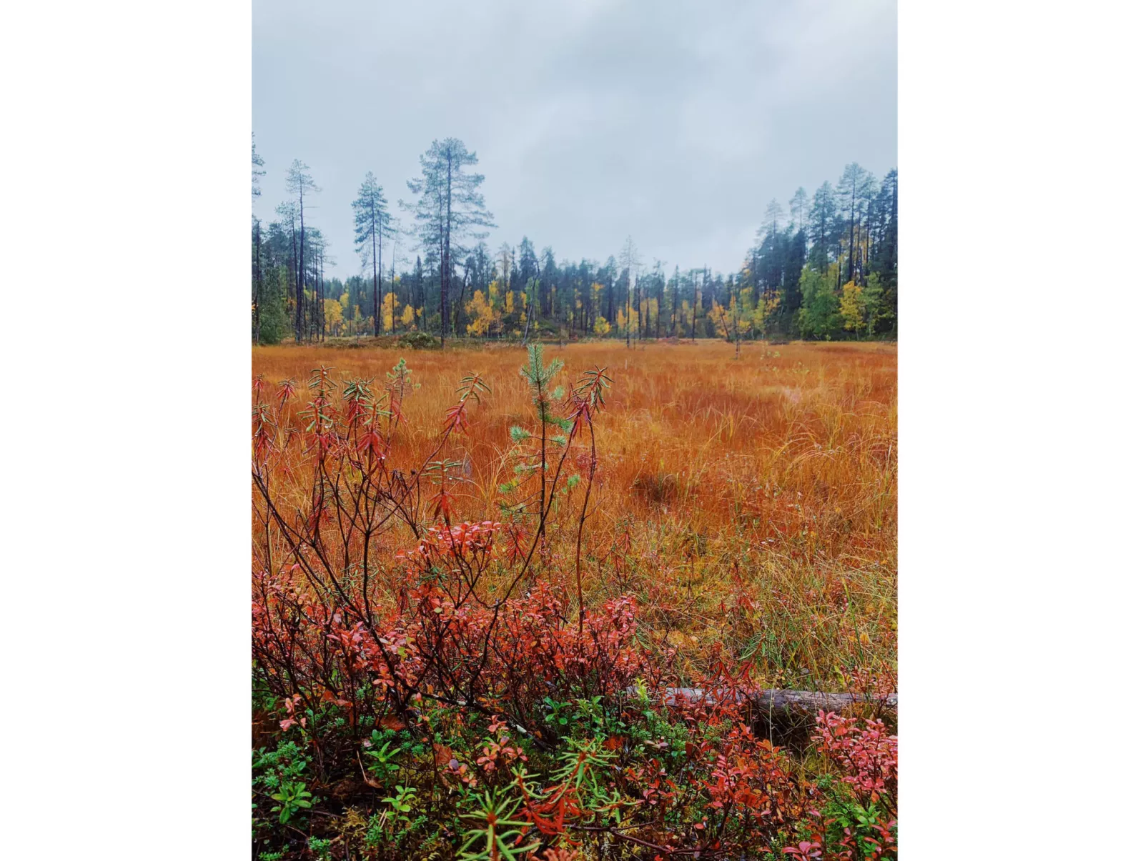 Sallan lumous a - Binnen