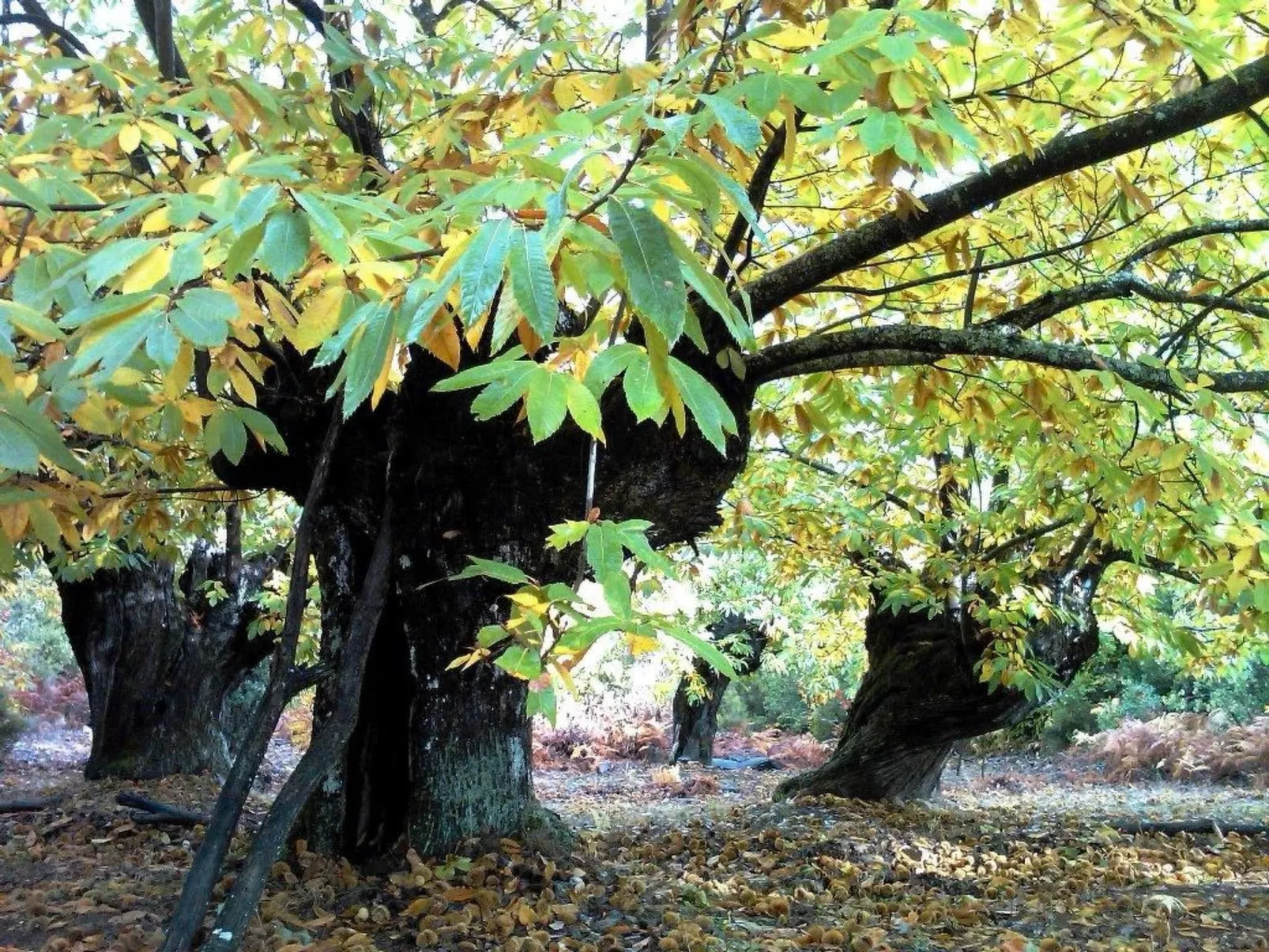 Ländliches Haus Medulas 3 Belegung für 4 6 PAX - Image-tags.info