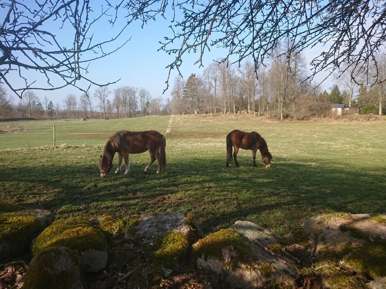 Cottage mit Whirlpool - Buiten