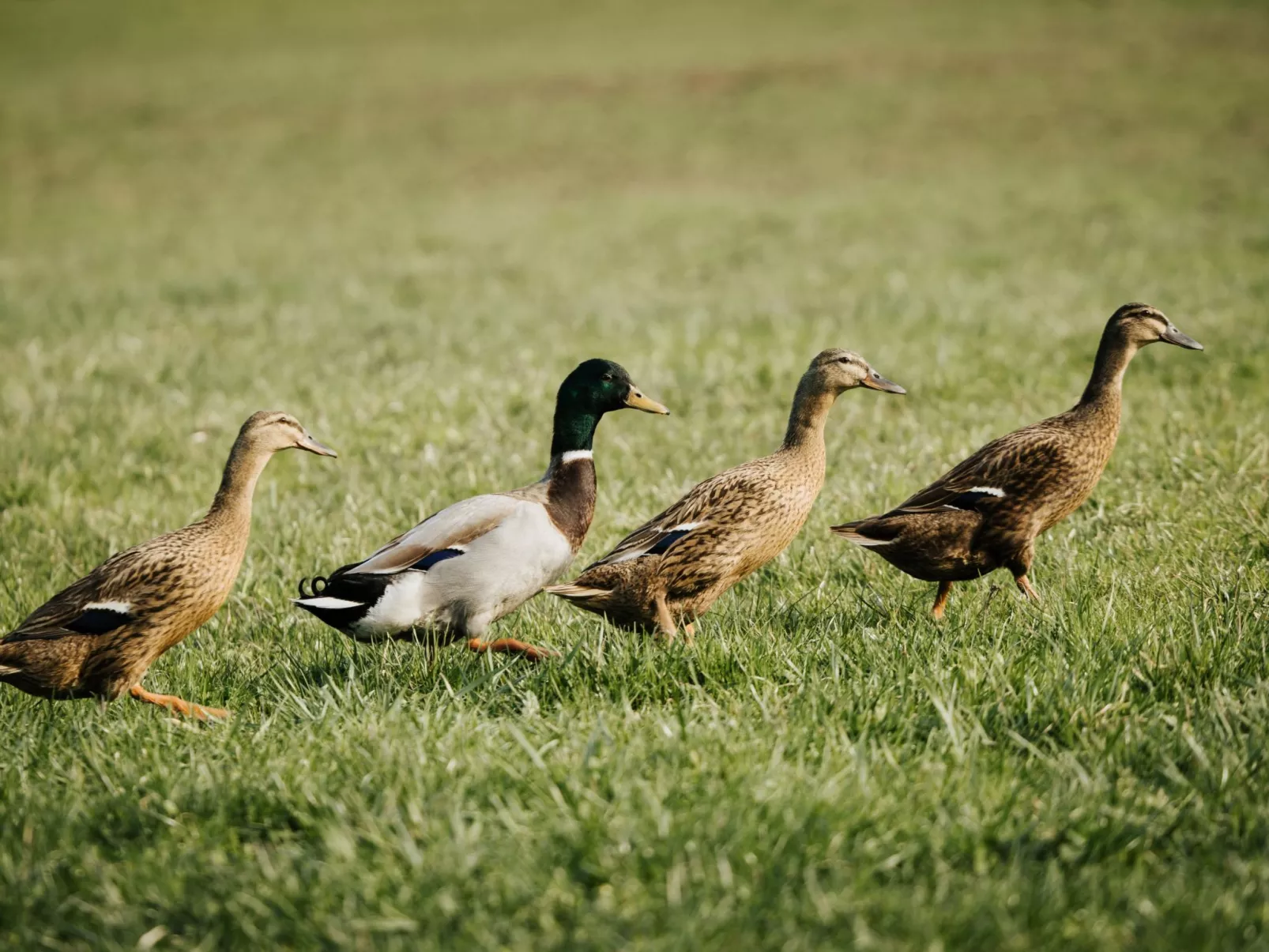 Hof Obertalgut - Buiten
