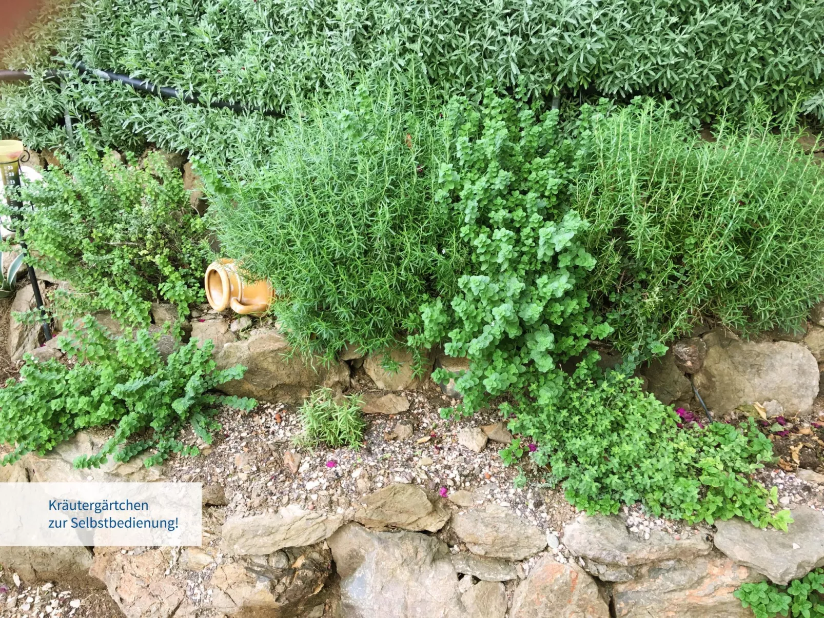 In Ermioni mit Garten, gemeinschaftlichem Pool und Terrasse - Buiten