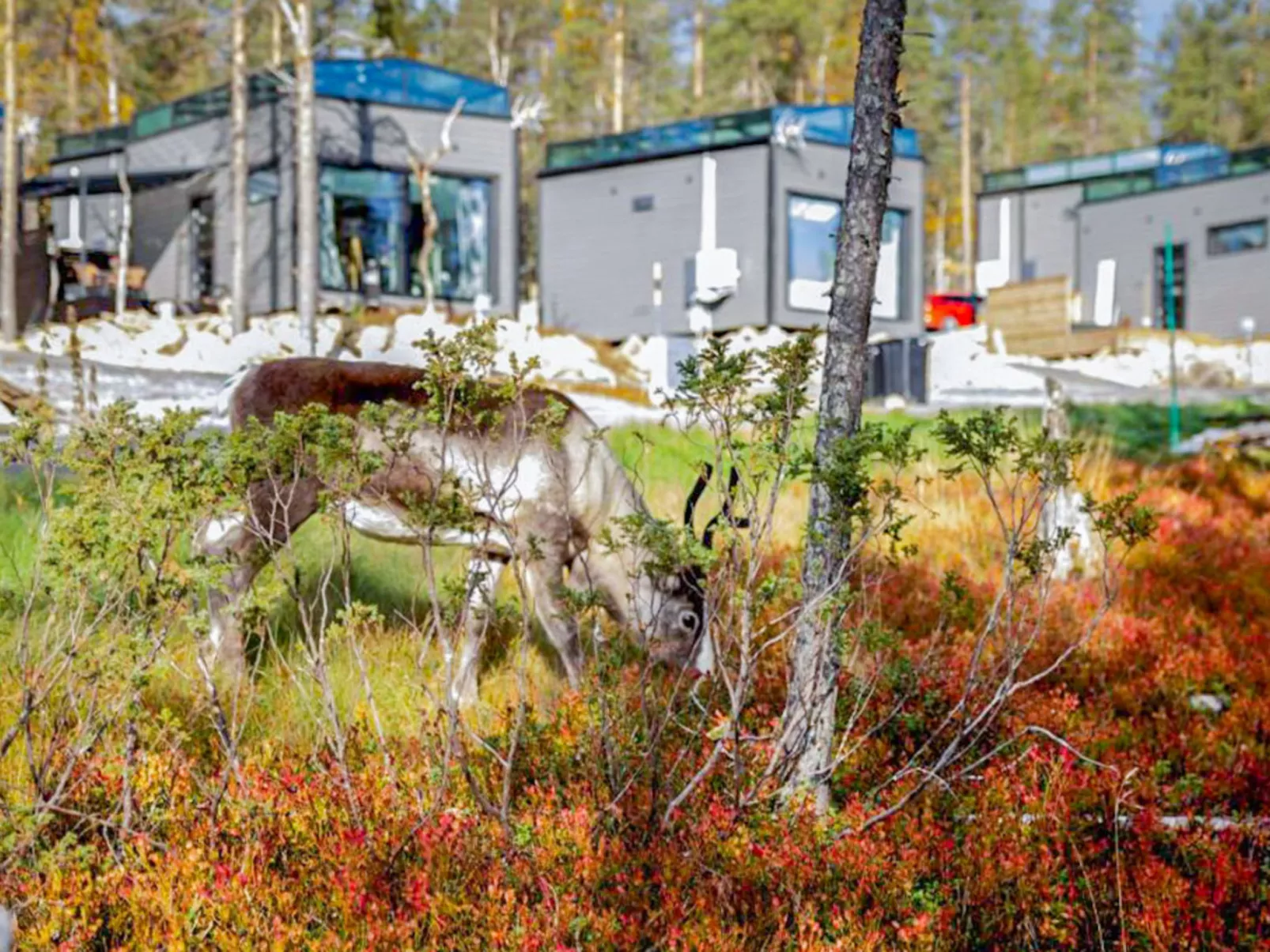 Levi secret igloo ruska 8d - Binnen