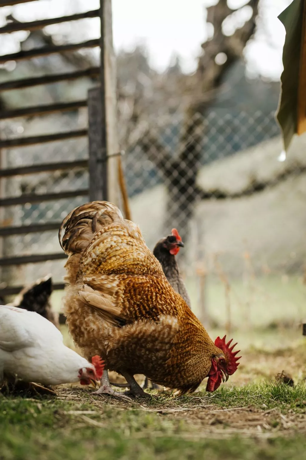 Hof Obertalgut - Buiten