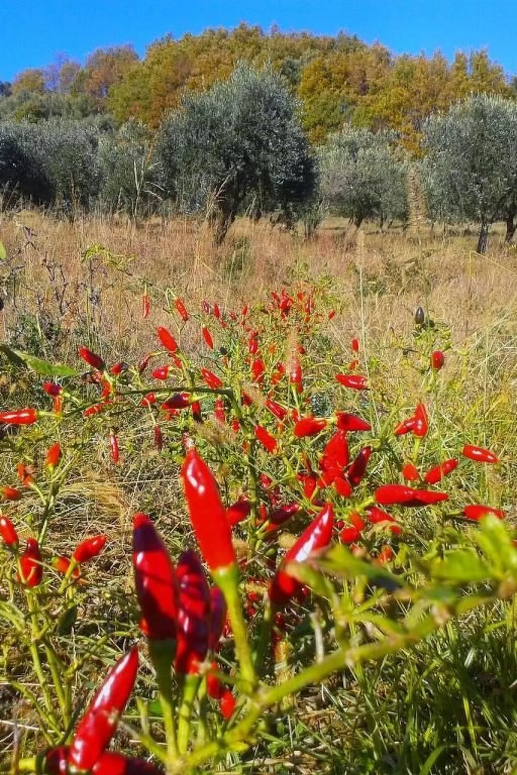Tolles Reihenhaus im Olivenhain - Buiten