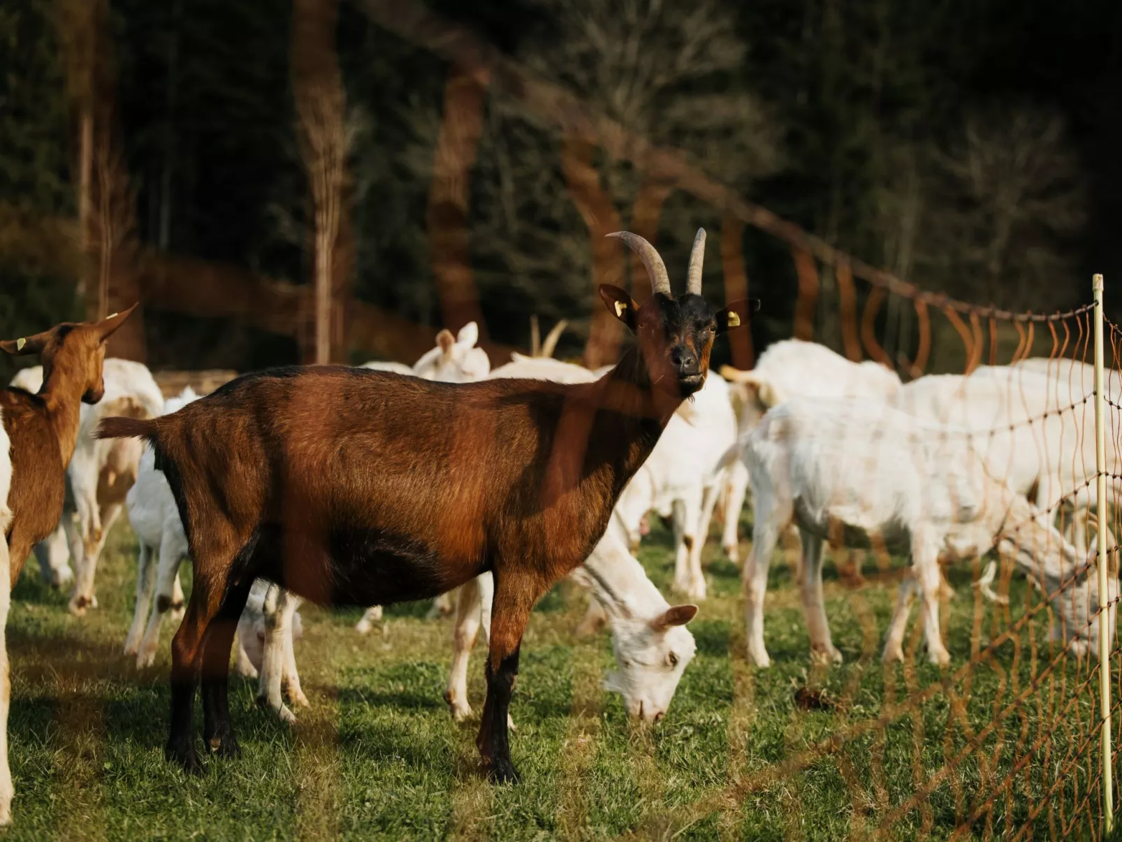 Hof Obertalgut - Buiten