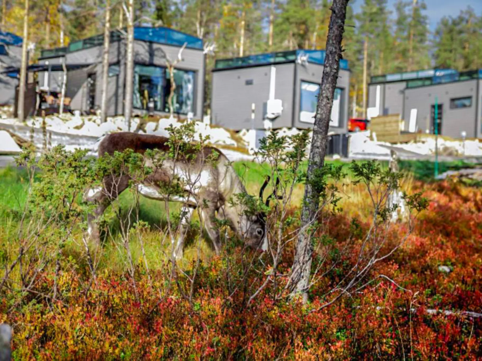 Levi secret igloo ruska 8d - Binnen