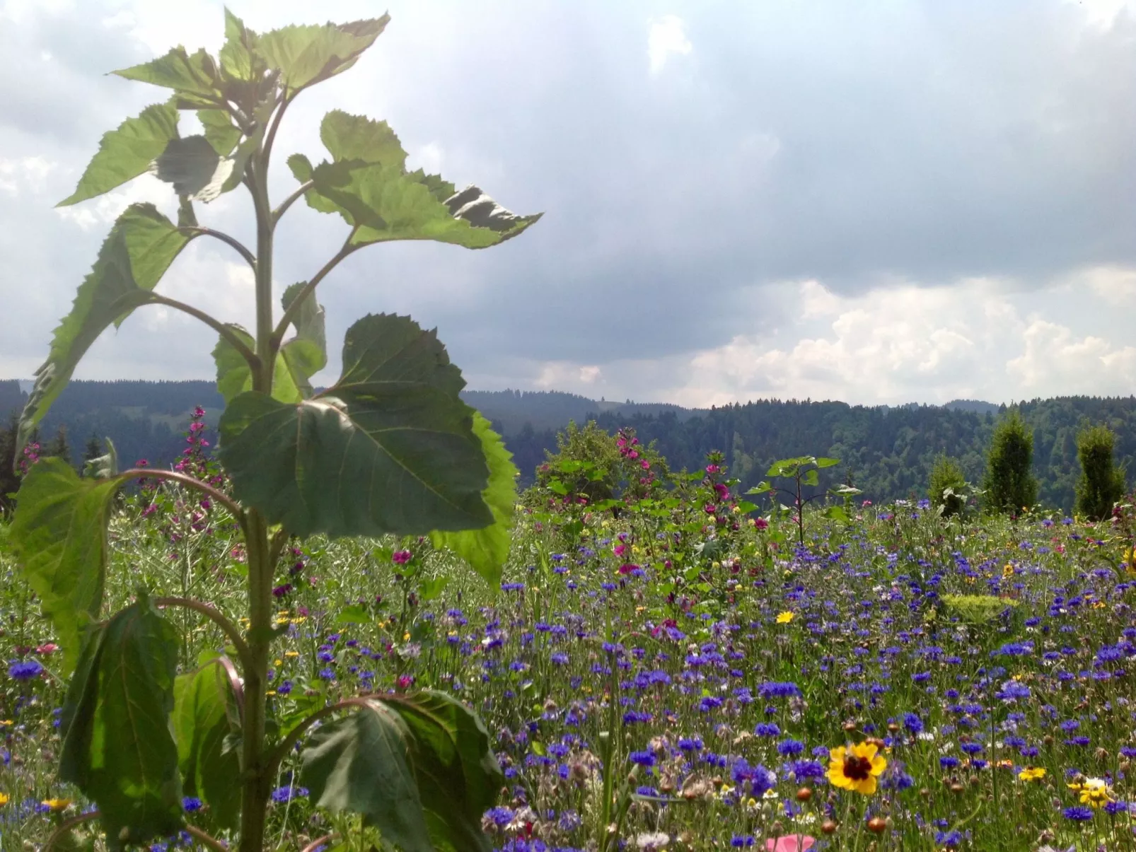 Kräuterhof-Ferienwohnung - Buiten