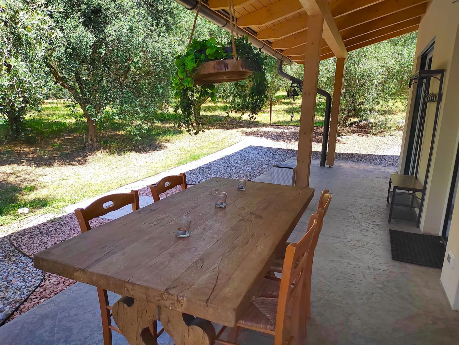 In einem spektakulären Olivenhain in einer ruhig - Image-tags.info