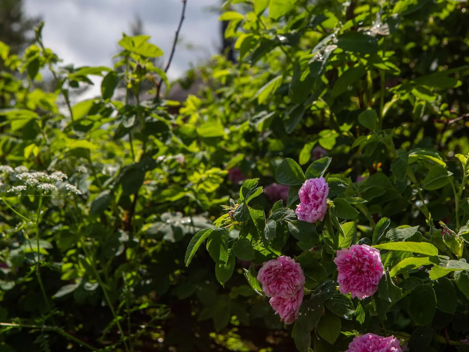 Ranta-lemettilä - Binnen