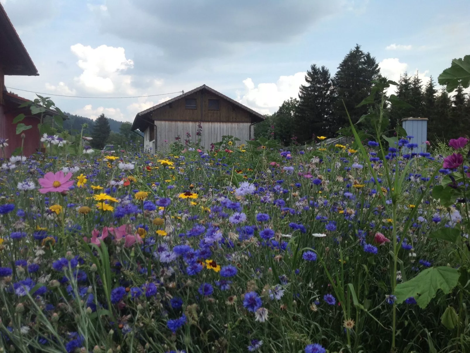 Kräuterhof-Ferienwohnung - Buiten