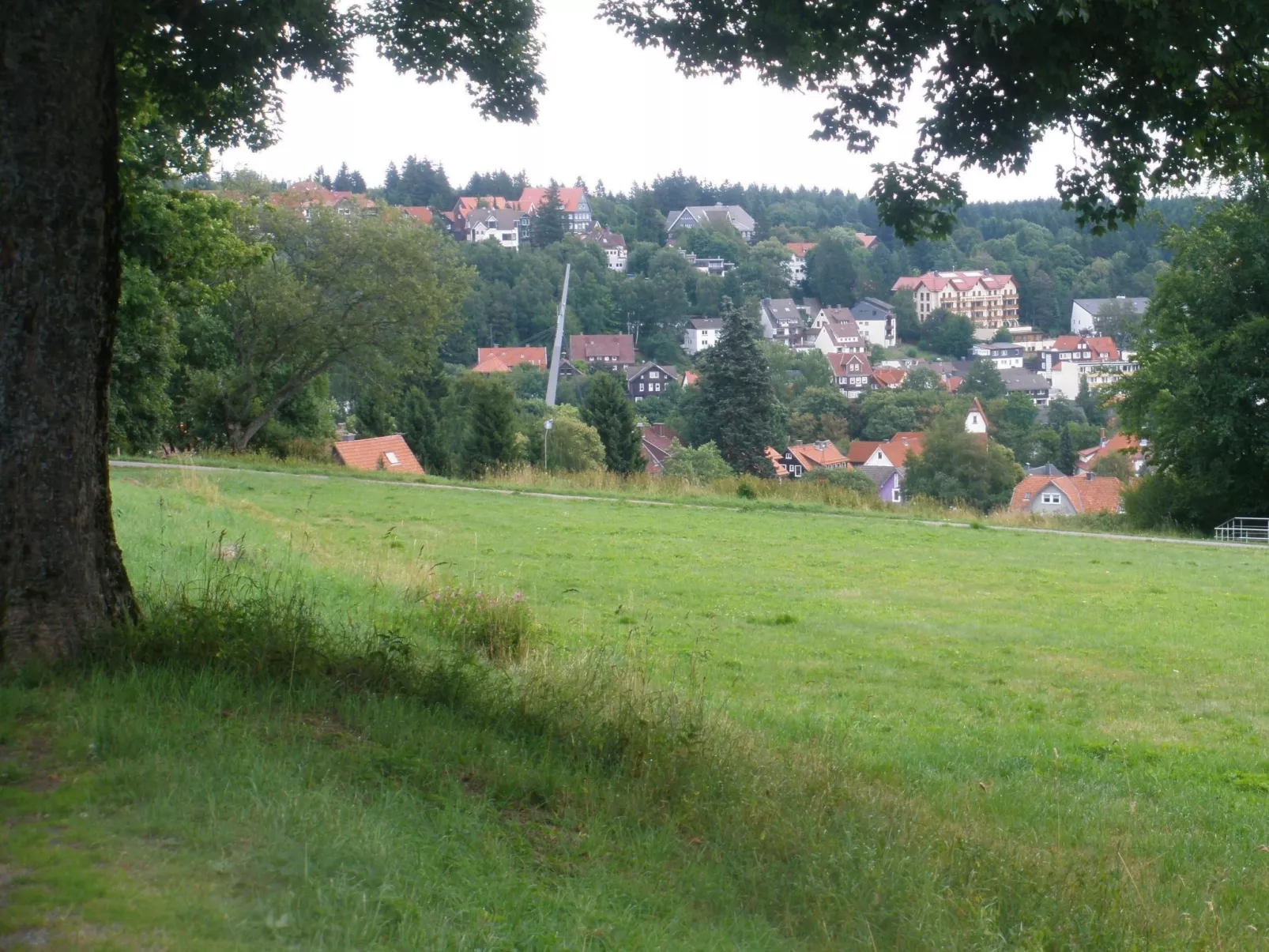 Tanne - Image-tags.info