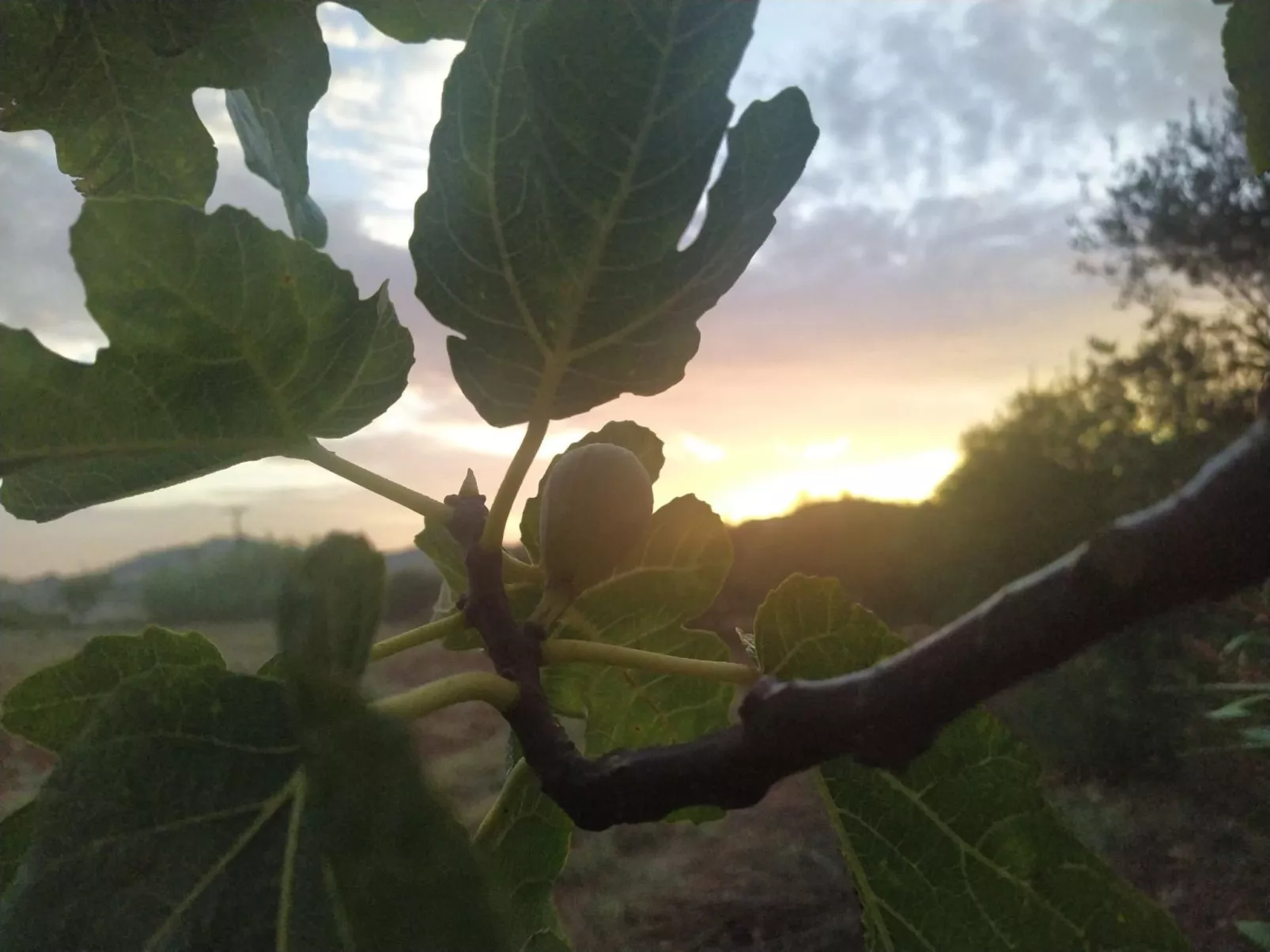 In Manacor mit Privatem Pool - Image-tags.info