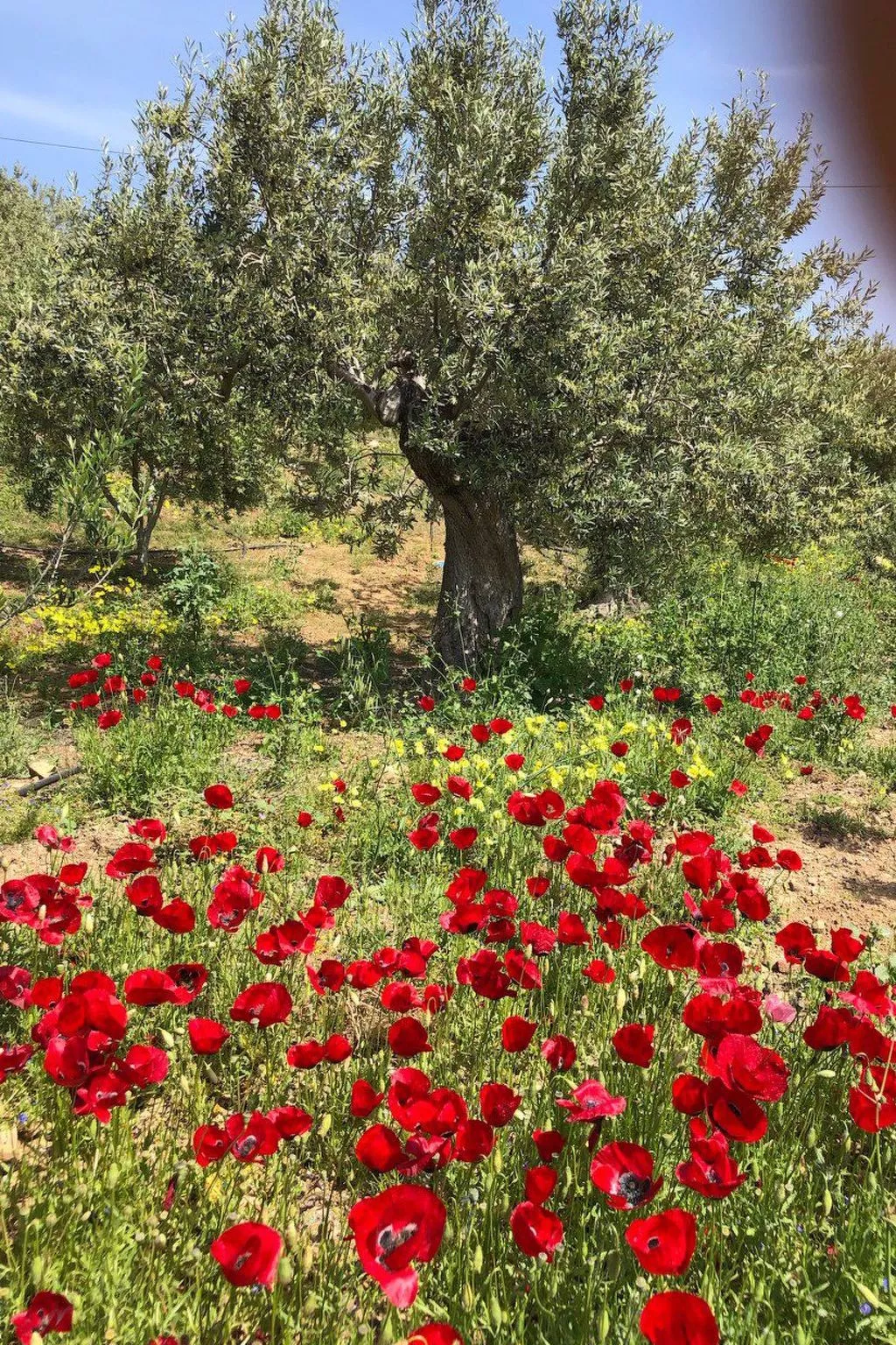 In Ermioni mit gemeinschaftlichem Pool, Grill und Terrasse - Buiten