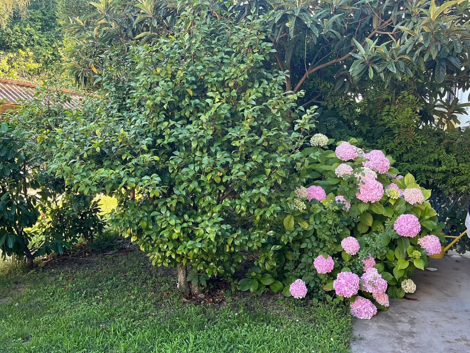 Orchideen-Zimmer - Buiten