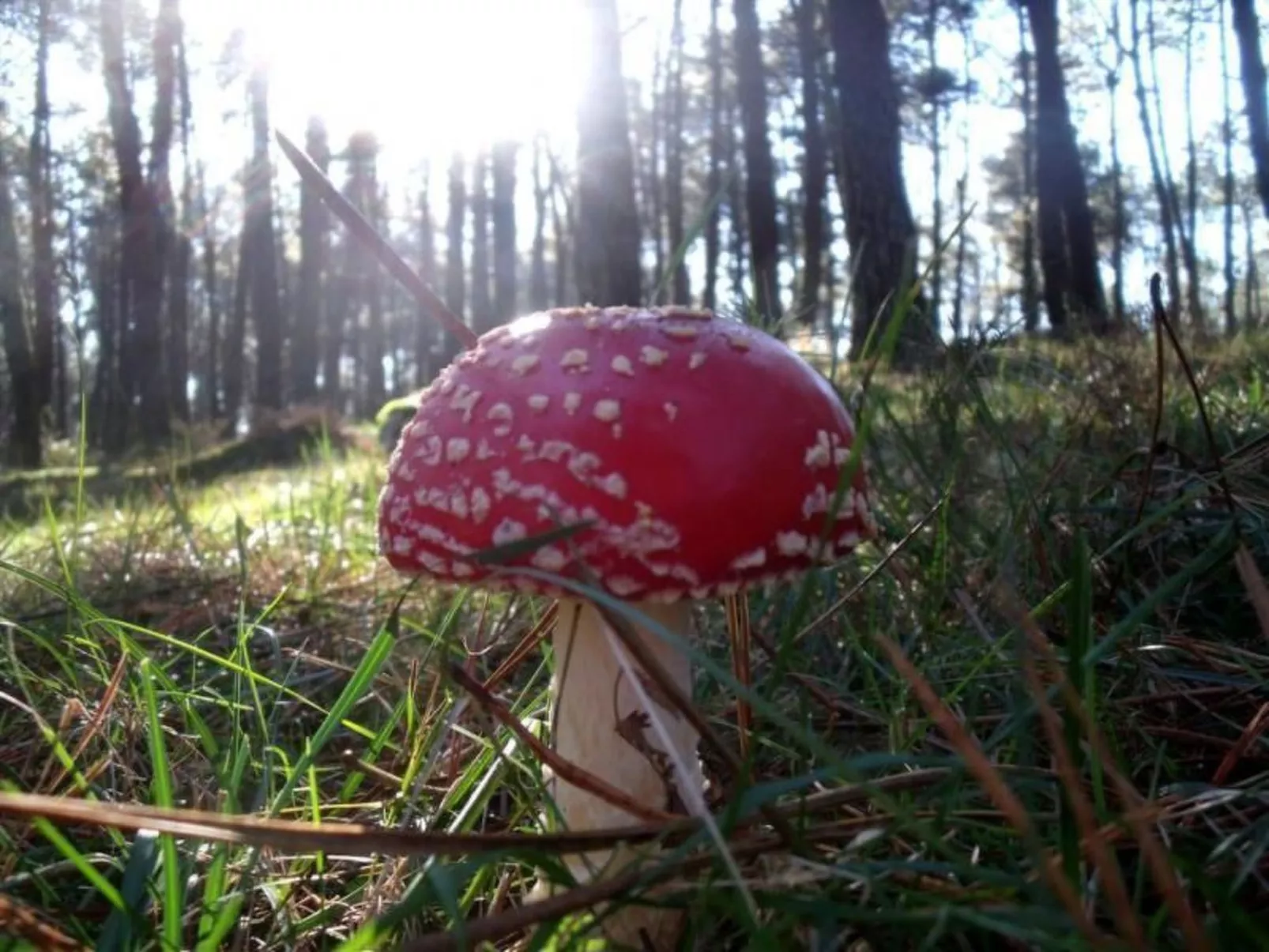 NATUR IN IHRER REINSTEN FORM - Image-tags.info