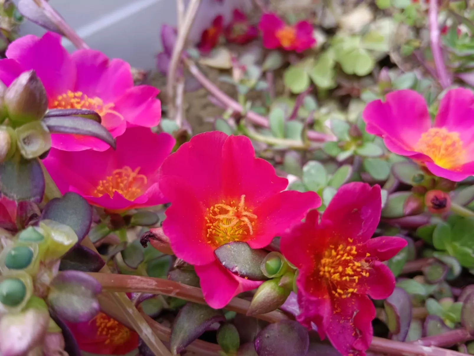 Orchideen-Zimmer - Image-tags.info