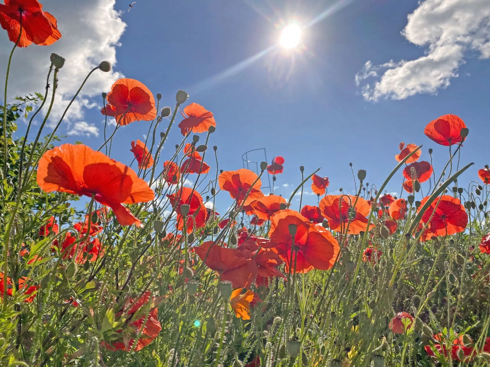 EL MOLINO - Image-tags.info