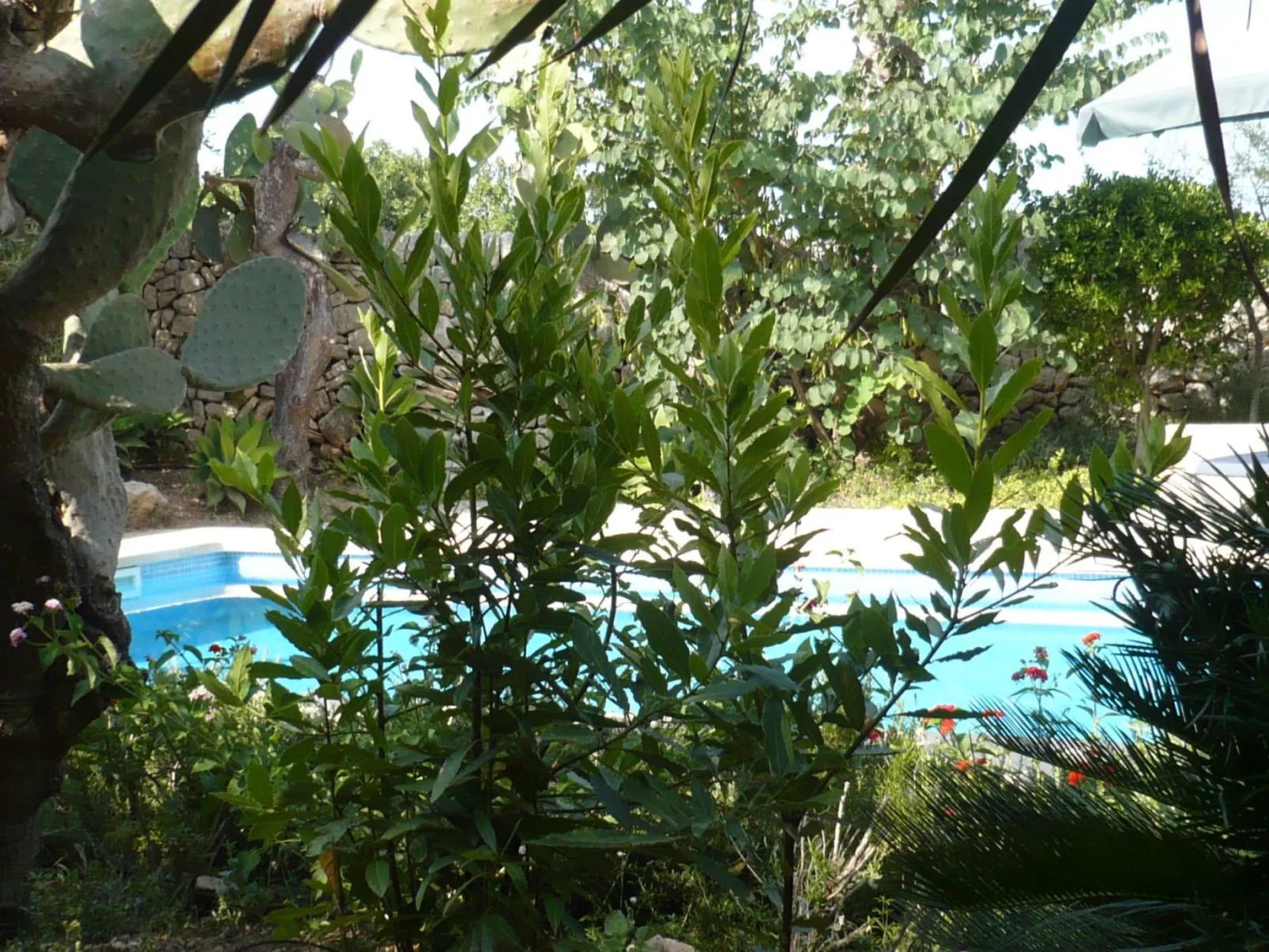 Finca "Son Pereto" mit privatem Pool - Image-tags.info