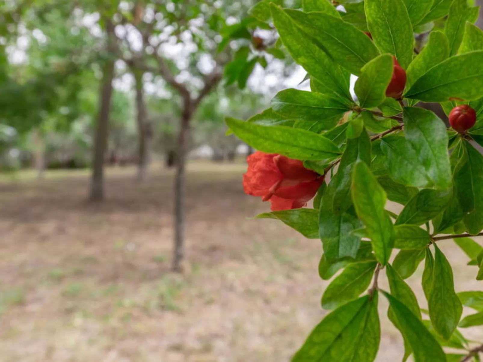 Villa Rosso Corbezzolo - Buiten